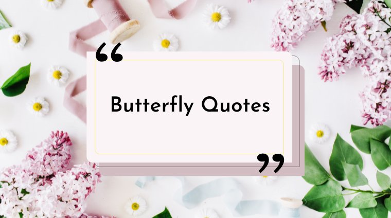 16 Beautiful Butterfly Quotes to Inspire You